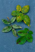 Examples of rose leaf diseases laid out on slate - rust, mildew and blackspot