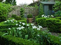 Box hedge parterre in small urban garden