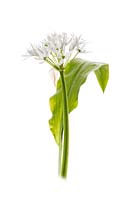 Allium ursinum - Ramsons, wild garlic