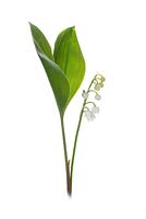 Lily of the valley - Convallaria majalis