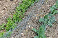 Peas - Pisum sativum, 'Kelvedon Wonder' and Spring Cabbage - Brassica, 'Greyhound' under wire netting for pet, rabbit and wild bird protection.
