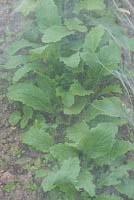 Turnip - Brassica rapa 'Sweetball' under plastic mesh for pet, rabbit and wild bird protection.