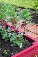 Raised bed with small row of Broad Beans - Vicia faba, 'Crimson Flowered'