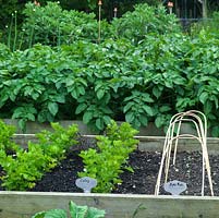 Raised vegetable beds containing celery and potatoes.