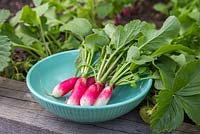 Harvested Radish 'French Breakfast 3' in a teal bowl