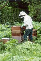 Person tending a beehive at Cambridge Botanic Gardens 