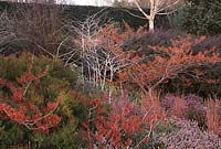 Hamamelis x intermedia 'Jelena', Rubus biflorus, Eranthis hyemalis, Erica x darleyensis 'J W Porter' 