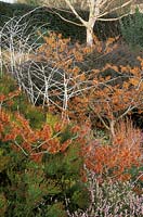 Hamamelis x intermedia 'Jelena', Rubus biflorus, Erica terminalis - left, Betula 'Jermyns', Erica erigena 'Irish Dusk' - right, Berberis 