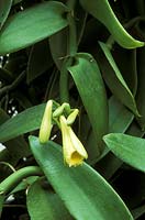 Vanilla flowering in May at Cambridge botanic garden