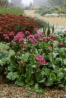 Bergenia morgenrote backed by Sedum autumn joy. Beth Chatto dry garden in late summer
