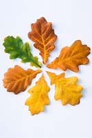 Quercus robur, six autumn leaves on white background in november 