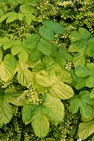 Humulus lupulus 'Aurea' - golden hop and Lonicera nitida 'Baggesen's Gold', golden climbing plant partners, july