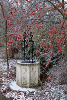 Frosty garden, red apples on malus x robusta red sentinel, beside ornate stone well 