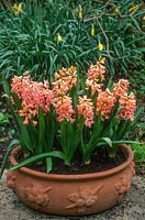 Spring container with Hyacinthus orientalis 'Gypsy Queen', against Narcissus 