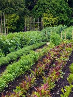 Rows of beetroot, bean and carrot. The two-acre, organic, walled kitchen garden at Le Manoir aux Quat'Saisons, conceived by celebrity chef, Raymond Blanc.