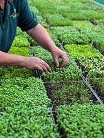 Anne Marie Owens, head gardener, picking some of the micro-herbs and vegetables grown to add interesting flavours to dishes.