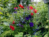 A hanging basket planted with annual Petunia, Lobelia and Pelargonium. Hanging baskets are useful in a confined space with limited floor area for beds and borders.