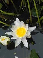 Nymphaea alba, a hardy aquatic plant with large white flowers 
