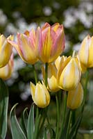 Tulipa 'Antoinette' - multi headed tulips that mature from yellow through to pink