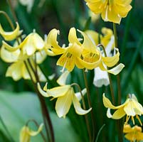 Erythronium Pagoda, a small clump forming perennial producing pendant yellow flowers. Requires partial shade.