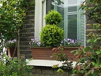Front garden with plastic, lightweight window boxes of violas and box topiary.