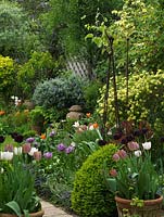 Mixed spring border and containers filled with Tulipa 'Curly Sue', 'Marilyn', 'Blue Diamond', 'Florosa', 'Malaika', 'Maureen' -  18m x 7m walled London garden. 