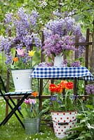 Outdoor spring display. Buckets and pots of planted tulips and jug of Syringa. Wisteria climbing against wooden fence.