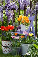 Outdoor spring display - tulips, muscari, buttercups, forget me nots. Wisteria climbing against wooden fence.