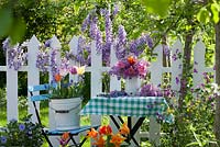 Outdoor spring display. Flowering Wisteria. Jug of tulips and syringa. Tulips, violas and muscari in buckets.