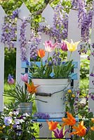 Outdoor spring display. Flowering Wisteria. Tulips, violas and muscari in buckets.