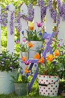 Outdoor spring display. Flowering Wisteria. Tulips, violas and muscari in buckets.