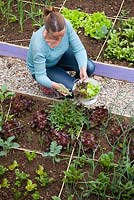 Woman harvesting green leaves of Eruca sativa. Raised bed with salads, beetroots,  onions, celery and broccoli.