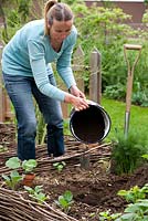 Planting pumpkin 'Hokkaido'. Woman adding well rotted horse manure in the hole.