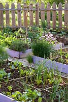 Vegetable garden with raised beds in spring.