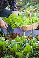 Man harvesting green lettuce Lactuca 'Laibach ice salad'. Raised bed with onions, beetroots