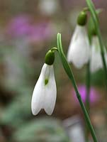 Galanthus 'Limetree', a pretty single snowdrop, a winter flowering bulb, almost indistinguishable from G. Atkinsii.