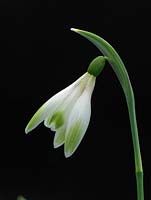 A very rare, new snowdrop, currently being trialled.