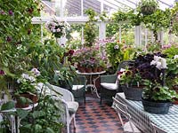 North facing conservatory with collection of pelargoniums, and wicker chairs for sitting in the cool in the summer. Top left, tall grafted Pelargonium 'Spot-on-Bonanza'.