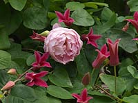 Pretty pink combination of Rosa Constance Spry with Clematis Princess Diana, a texensis variety.