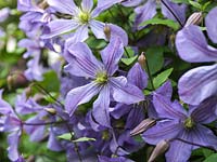 Clematis Prince Charles, a bluish violet variety flowering in summer.