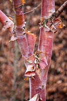 Betula albosinensis var Septentrionalis