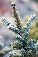 Picea pungens Maigold, Blue Spruce.