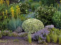 Mediterranean style garden with drought tolerant Sisyrinchium striatum, Euonymus fortunei Silver Queen, Cistus monspeliensis, Thymus vulgaris and Asphodeline liburnica.