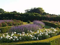 Rose parterre of irregularly shaped beds within box hedges. Nepeta 'Six Hills Giant'. Roses 'Trevor Griffiths', 'Winchester Cathedral', 'De Rescht', 'The Fairy' and 'Little White Pet'