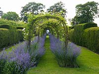 Long tunnel swathed in Rosa 'Madame Alfred Carriere', at its feet blue Nepeta 'Six Hills Giant' - catmint. Flanked by evergreen yew hedge.