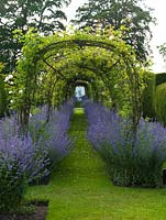 Long tunnel swathed in Rosa 'Madame Alfred Carriere', at its feet blue Nepeta 'Six Hills Giant' - catmint.