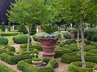 6-year-old parterre of low, rounded box hedges, set against gravel. Standard hollies and pots of white geraniums. At centre, huge terracotta pot with palm and lobelia.