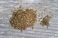 Carrot 'Royal Chantenay' seeds on wooden board