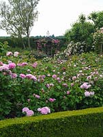 Shrub Rose Garden. Gazebo clad Rosa Zepherine  Drouhin, seen over roses Mary Rose, Cottage Rose, Comte de Chambord, Empress Josephine, Gertrude Jekyll, Eglantyne.