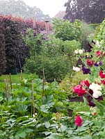 Potager. Tunnels and obelisks of mixed sweet peas. Beds of marrows, lettuces, broad beans, chrysanthemums, beans and sunflowers.